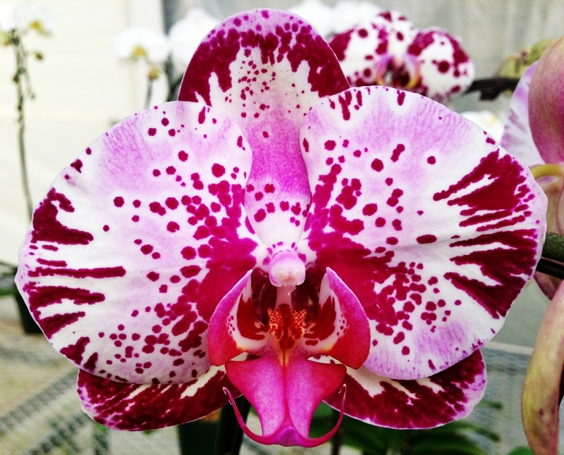 EverSpring Orchids Winnipeg_Gift Orchids